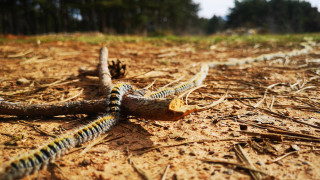 Боровата процесионка прониква и в Северна България а до 50