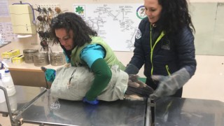 От Спасителен център за дивите животни успяха да спасят бедстващ