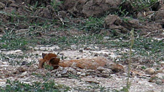 Откриха авиобомба в Кранево