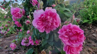 Брането на розовия цвят е започнало с почти 25 дни