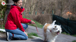 Стопаните на кучета трябва да са добре подготвени когато отиват