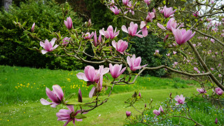 Кражбата на цветя може да не е престъпление на което