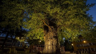 Старата черница в центъра на Велики Преслав стана носител на