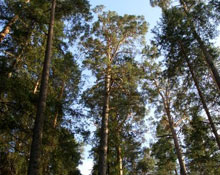 Нови 40 хил. декара гори засаждаме през 2008