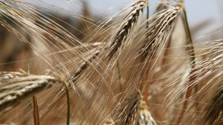 Националният браншови съюз на хлебарите настоява за намаляване на ДДС