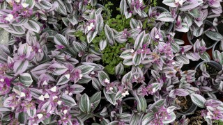 Днес над по голямата част от страната ще преобладава слънчево време Това