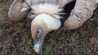 Откриха 6 натровени белоглави лешояди в Благоевградско