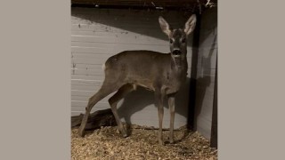 Екип на полицията в Бургас е забелязал бедстваща сърна нападната