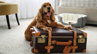 4 от най-добрите хотели за домашни любимци в София