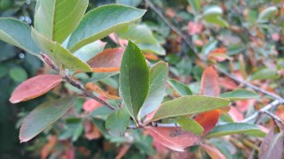 Днес ще бъде предимно слънчево с разкъсана висока и средна