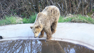 Почина една от най-старите мечки от парка в Белица