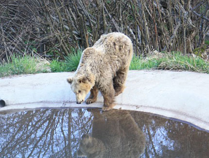 Почина една от най-старите мечки от парка в Белица