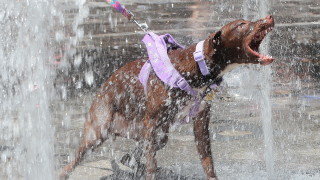 Най високите максимални температури в страната през юли между 38 и