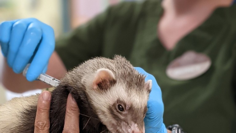 Зоопаркът в Оукланд, Калифорния, започна ваксинация на животните. Над 100