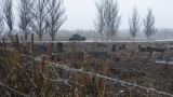 Елитно подразделение на руската армия е прехвърлено в Беларус