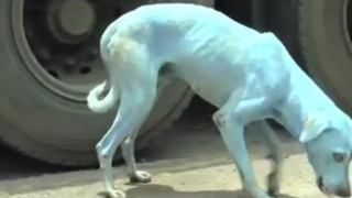 Светът се променя а с него и кучетата които населяват