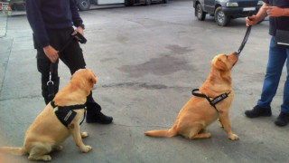 Две нови митнически кучета се включват в борбата с контрабандата