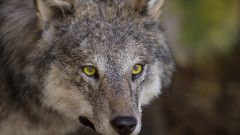 Вълци нападат ферми във Варненско и убиват животните