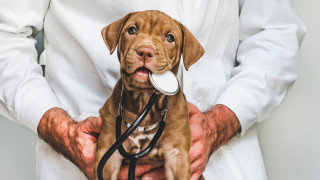 Как кучетата могат да откриват болни от коронавирус