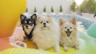 От малките малтийски кученца до очарователните дакели някои породи кучета