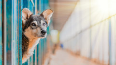 Камарата на архитектите алармира за проблеми с поръчка за нов приют за кучета в Бургас
