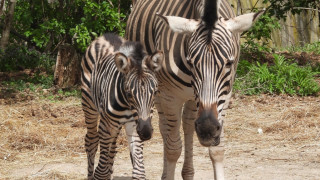 Семейството на равнинните зебри в Зоологическата градина в София се