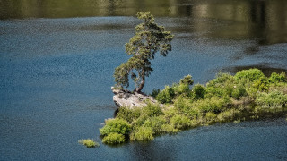 350-годишен бор от Чехия стана "Европейско дърво на 2020"