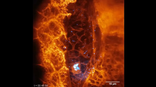 Повечето клетки в тялото са относително неподвижни но някои от