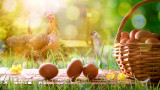 Яйцата, витамин D3 и защо още тези от свободно отглеждани кокошки са най-полезни 