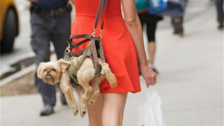 Нова мода - чанти от живи кучета (СНИМКИ)
