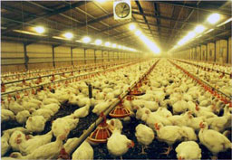 Засилваме контрола върху пазарите заради птичия грип