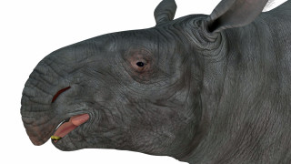 След смъртта на динозаврите бозайниците процъфтяват Без люспестите си връстници