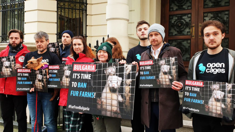 Световни организации протестират пред български посолства за забрана на фермите за ценни кожи