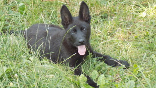 Чернокож мъж е нападнат от полицейско куче след като полицията