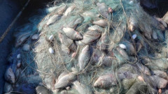 Инспектори от ИАРА освободиха 400 кг риба от мрежи в езерото Вая