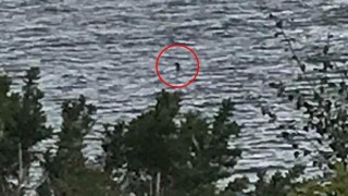 12 годишно момиче засне с мобилния си телефон легендарното чудовище от