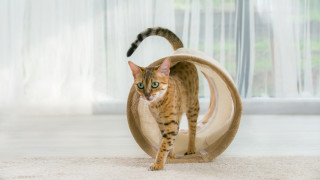 60% от българите не кастрират своите котки