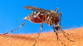 Комари нападнаха Бургас