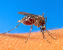 Малария е убила близо един милион души по света