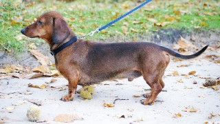 10 необичайни данъка или защо дакелите са популярни в Швеция