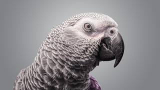 Неочакваният интелект на пернатите