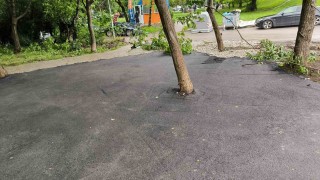 Столичният квартал Мусагеница осъмна с асфалтирани дървета Престъпното деяние е