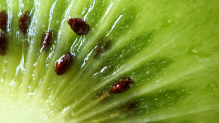 Произходът на кивито всъщност е от Югозападен Китай макар че