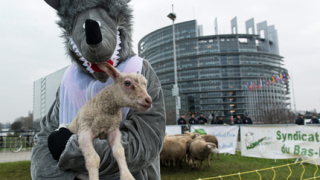 Овце щурмуваха Айфеловата кула и Европарламента
