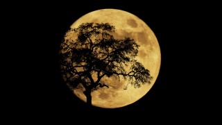 Любителите на астрономията ще могат да наблюдават явлението Суперлуна на