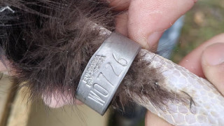 9 черни лешояда са пристигнали в България между 5 и