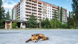 Чернобил - най-големият опит в Европа за възобновяване на дивата природа 