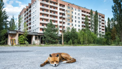 Чернобил - най-големият експеримент в Европа за възстановяване на дивата природа