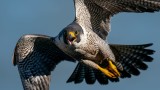 "Птиците" и "Завръщането на лешоядите" - кога да гледаме научнопопулярните предавания по Viasat Nature
