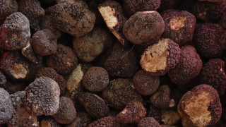 Митничари са предотвратили опит за контрабанда на 60 кг трюфели